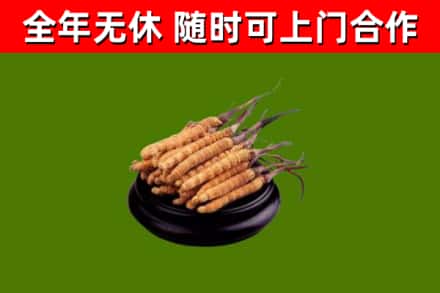 汉南区回收冬虫夏草