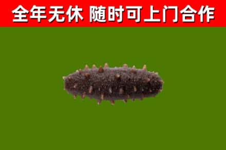 汉南区回收海参干